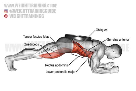 Weighted front plank exercise instructions and video | weighttraining.guide