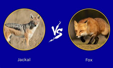 Jackal vs Fox: What are their differences? - A-Z Animals