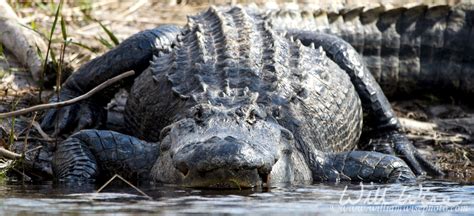 Okefenokee Swamp Photo Journal - WILLIAM WISE PHOTOGRAPHY