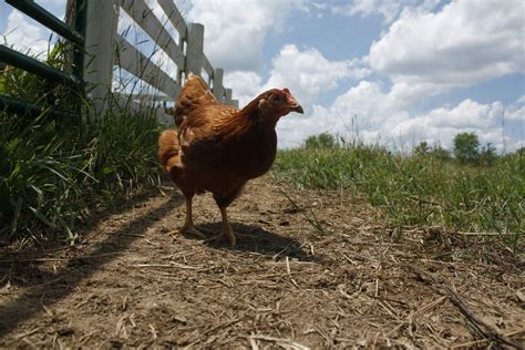 The Little Red Hen https://www.etsy.com/shop/PospisilPhotography farm photography, rustic ...