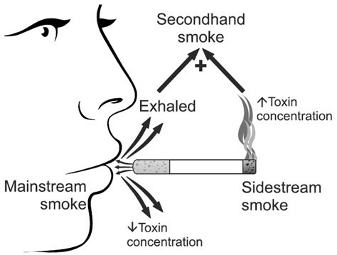 Lung Cancer Secondhand Smoke