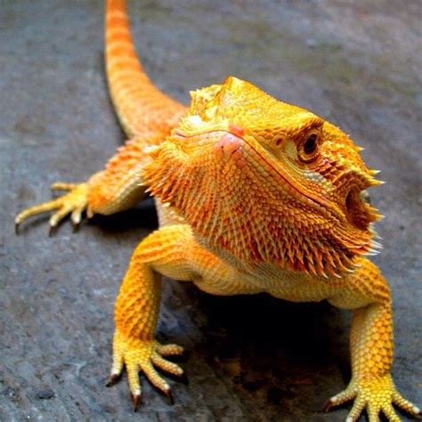 Bright Orange Beardie | Bearded Dragon Funny