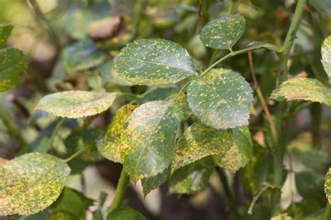 Problem Solving: Rose Rust - BBC Gardeners World Magazine