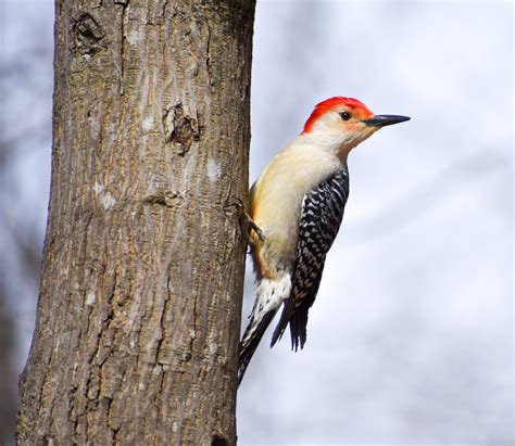 Exploring Birds: How to Attract Red-bellied Woodpecker