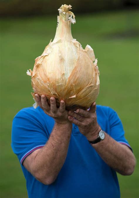 Award-winning gardener shows off his gigantic 15lb onion that clinched ...