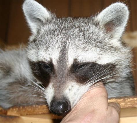 Treat ideas for raccoon training Baby Raccoon, Raccoon Funny, What Do Raccoons Eat, Funny ...