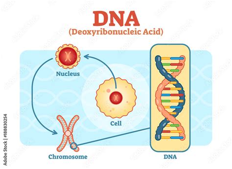 Cell Nucleus Dna