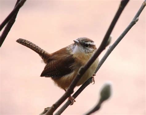 Top 28 Backyard Birds in Florida (Free Picture ID Printable) - Bird Advisors