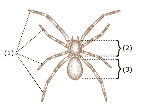 Spider anatomy - Wikipedia