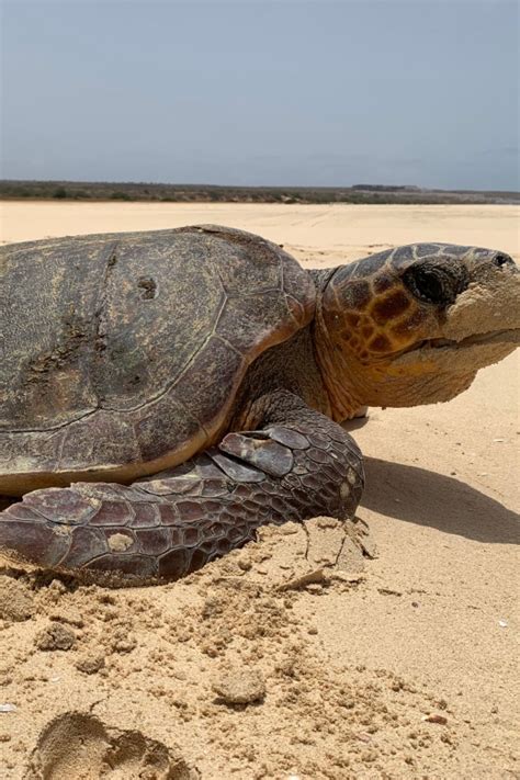 From Boa Vista: Turtle Watching and Nesting Evening Tour | GetYourGuide