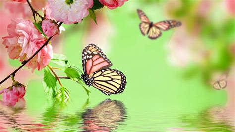 Cute Butterfly Wallpapers ·① WallpaperTag