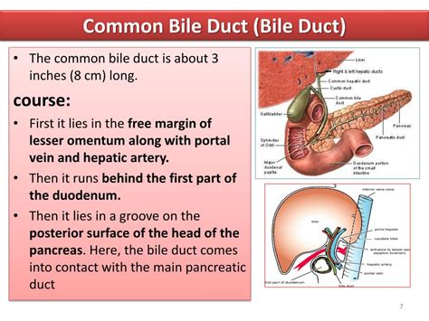 PPT - Biliary System PowerPoint Presentation, free download - ID:1978111