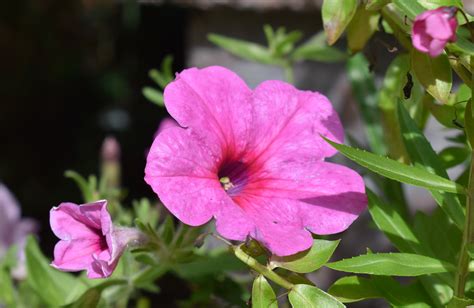 4″P – Petunia – Wave – Pink – Wheaton Garden Club