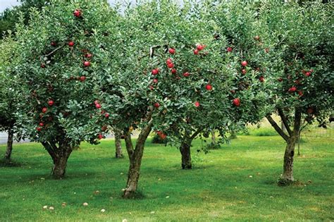 Adding an Orchard to Your Garden | Restoration & Design for the Vintage House | Old House … in ...