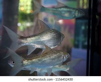 157 Silver cyprinid Images, Stock Photos & Vectors | Shutterstock