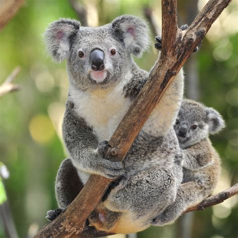 Koala Bear Interesting and Amazing All Basic Facts | Animals Lover