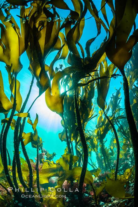 Bull Kelp Forest, Nereocystis luetkeana photo, British Columbia, Canada