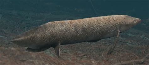 Ceratodus | Fossil Wiki | Fandom