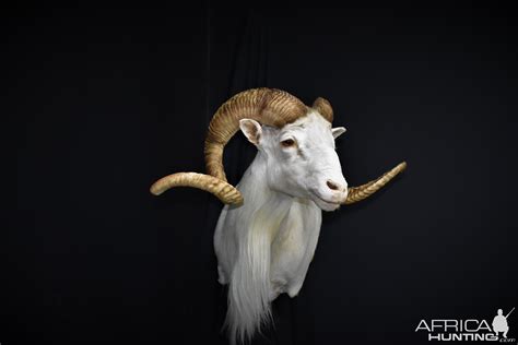 Texas Dall Sheep Shoulder Mount Taxidermy | AfricaHunting.com