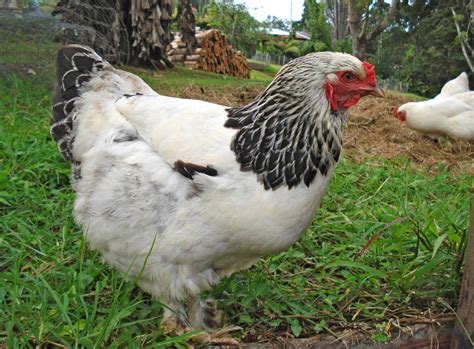 Brahma pictures, video, information and chicks. - Chicken Breeds List