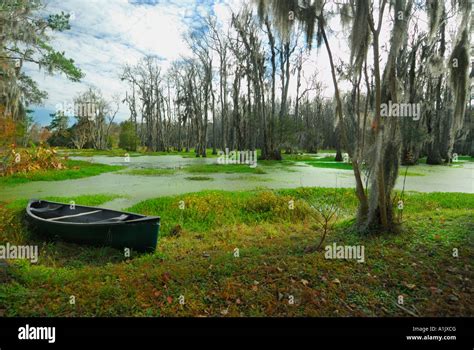 Audubon Swamp Garden at Magnolia Plantation, near Charleston, South Stock Photo, Royalty Free ...