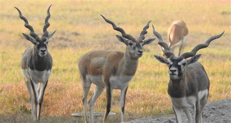 Blackbuck | The National Trust for Nature Conservation (NTNC)