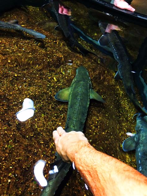 Sturgeon Touch Tank Tennessee Aquarium 1 - 2 Travel Dads