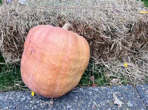 Dickinson pumpkin 🎃 🌱 The classic pie-making baking variety