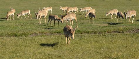 Protecting Saiga in Wartime - Wildlife Conservation Network