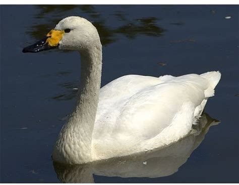 What is the Habitat of a White Swan? Features and Behaviors of This Graceful Creature