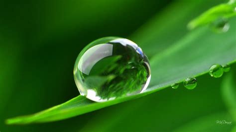 Morning Dew On Leaves Wallpapers - Wallpaper Cave