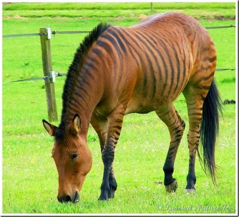 ZORSE | Unusual horse, Zorse, Horses