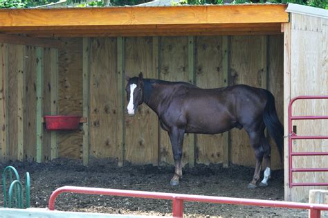 Horse Run In Sheds for Beginners (Cost, Size, etc.) - Horse Rookie