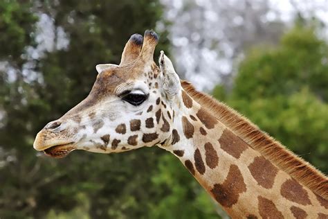 File:Giraffe08 - melbourne zoo edit.jpg - Wikipedia