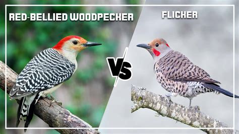 Red-Bellied Woodpecker vs Flicker: What are Difference?