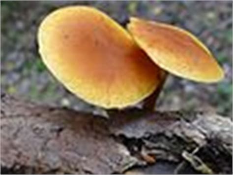 Gymnopilus - Wikimedia Commons