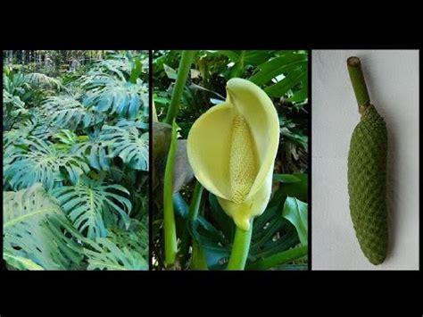 Fruit of the Swiss Cheese Plant, Monstera deliciosa - YouTube