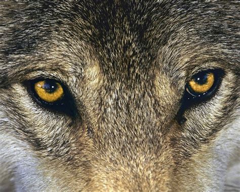 Rosa Rubicondior: How Wolves Evolved Into Dogs