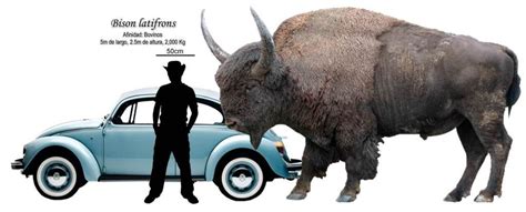 Bison size compared to human - photo#4 | Prehistoric animals, Extinct animals, Prehistoric wildlife