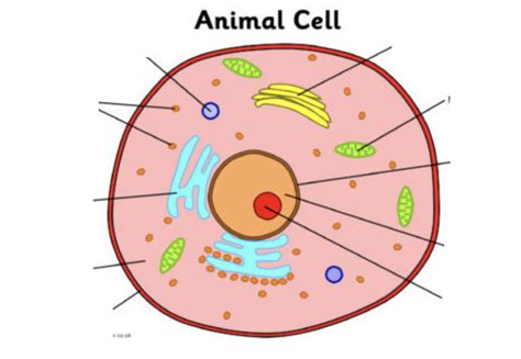 Cs704migu Basic Animal Cell Diagram With Labels - vrogue.co