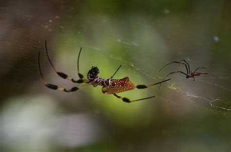 Female & Male Banana Spiders | Flickr - Photo Sharing!