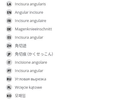 Angular incisure - e-Anatomy - IMAIOS