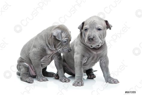 Two thai ridgeback puppies isolated on white - stock photo 661355 | Crushpixel