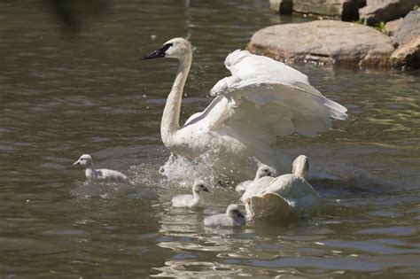 Four baby swan cygnets hatched at Lincoln Park Zoo - Chicago Tribune