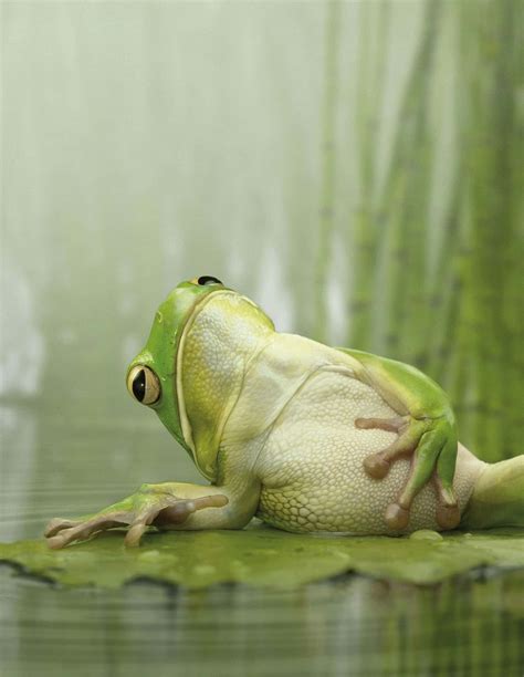 Download Funny Frog Lying On Water Lily Pictures | Wallpapers.com