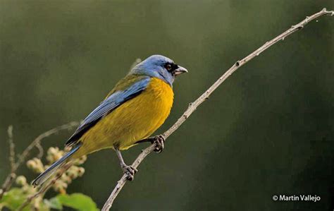 Blue-and-yellow Tanager (Rauenia bonariensis) - Peru Aves