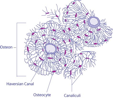 Osteoblasts, Osteoclasts, Calcium, and Bone Remodeling | Owlcation