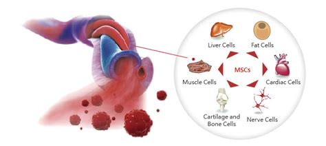 Benefits of Cord Tissue - Securacell