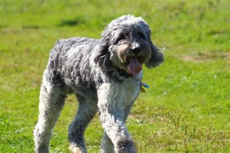 Blue Heeler Poodle Mix: Ultimate Guide to This Amazing Breed