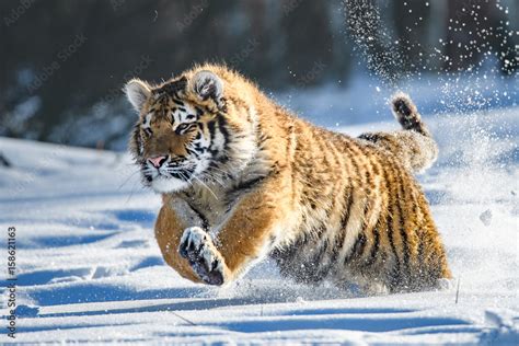 Siberian Tiger in the snow (Panthera tigris altaica) Stock Photo ...